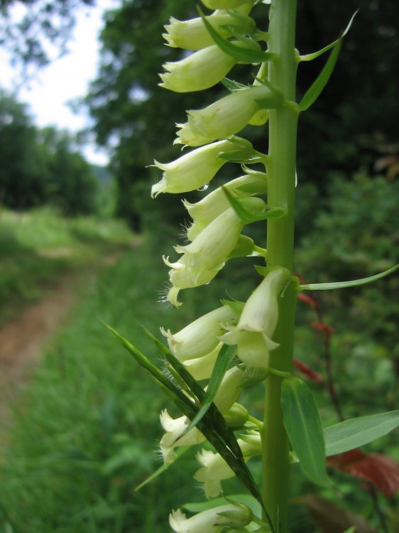 Digitalis lutea